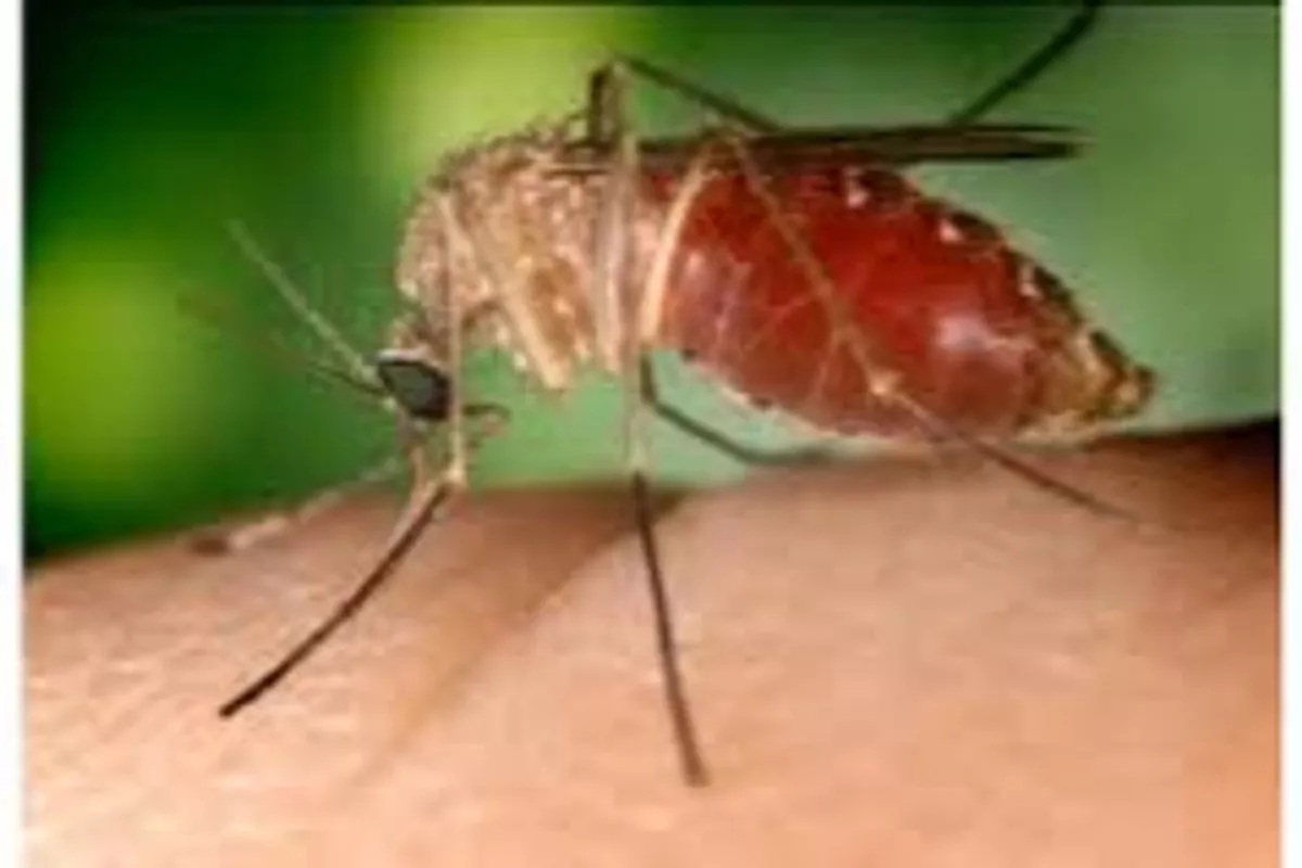 Le moustique Culex : un insecte commun aux risques sous-estimés