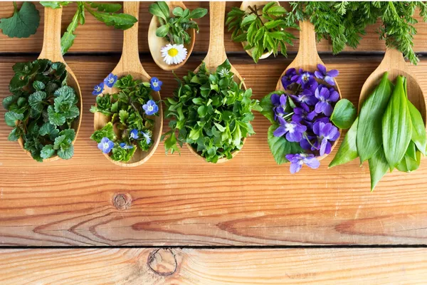 Atelier sur les bienfaits de la naturopathie pour une vie saine et équilibrée