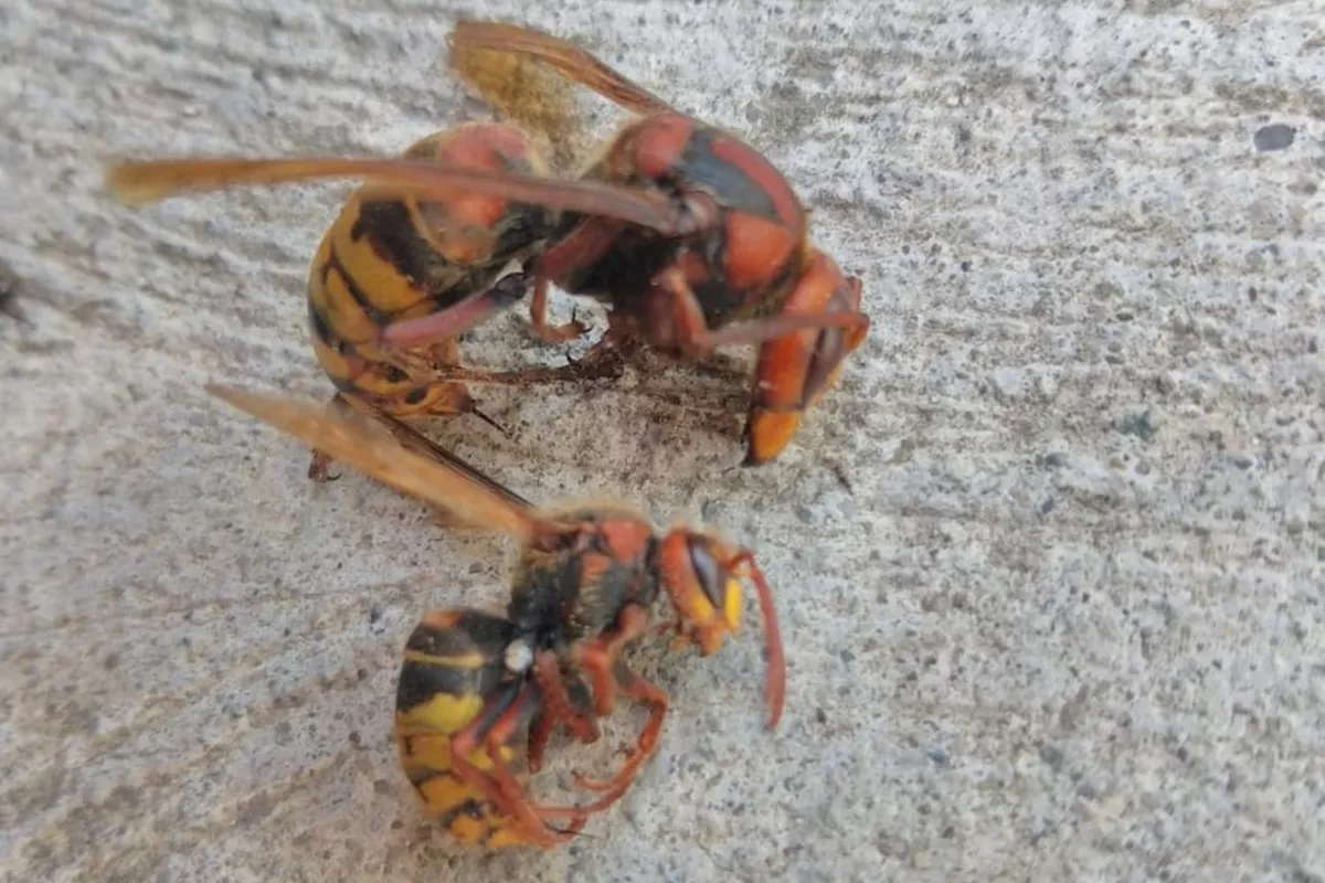 Traitement du bois  Cagnes-sur-Mer