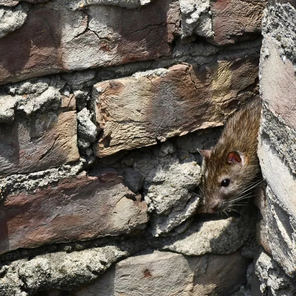 Traitement contre les rats Saint-Raphaël