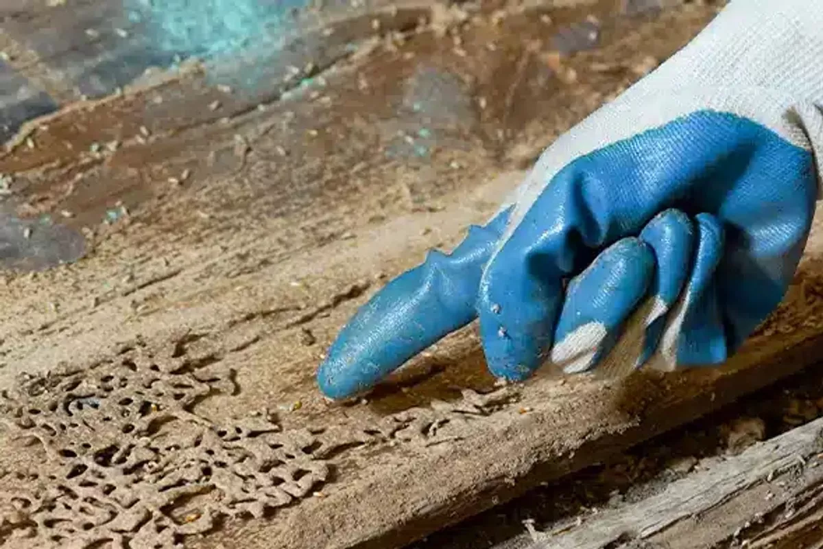 Traitement du bois – Identification et traitement adapté