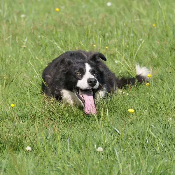 Extraits d’une séance de communication avec Volt, chien âgé d’un an et demi