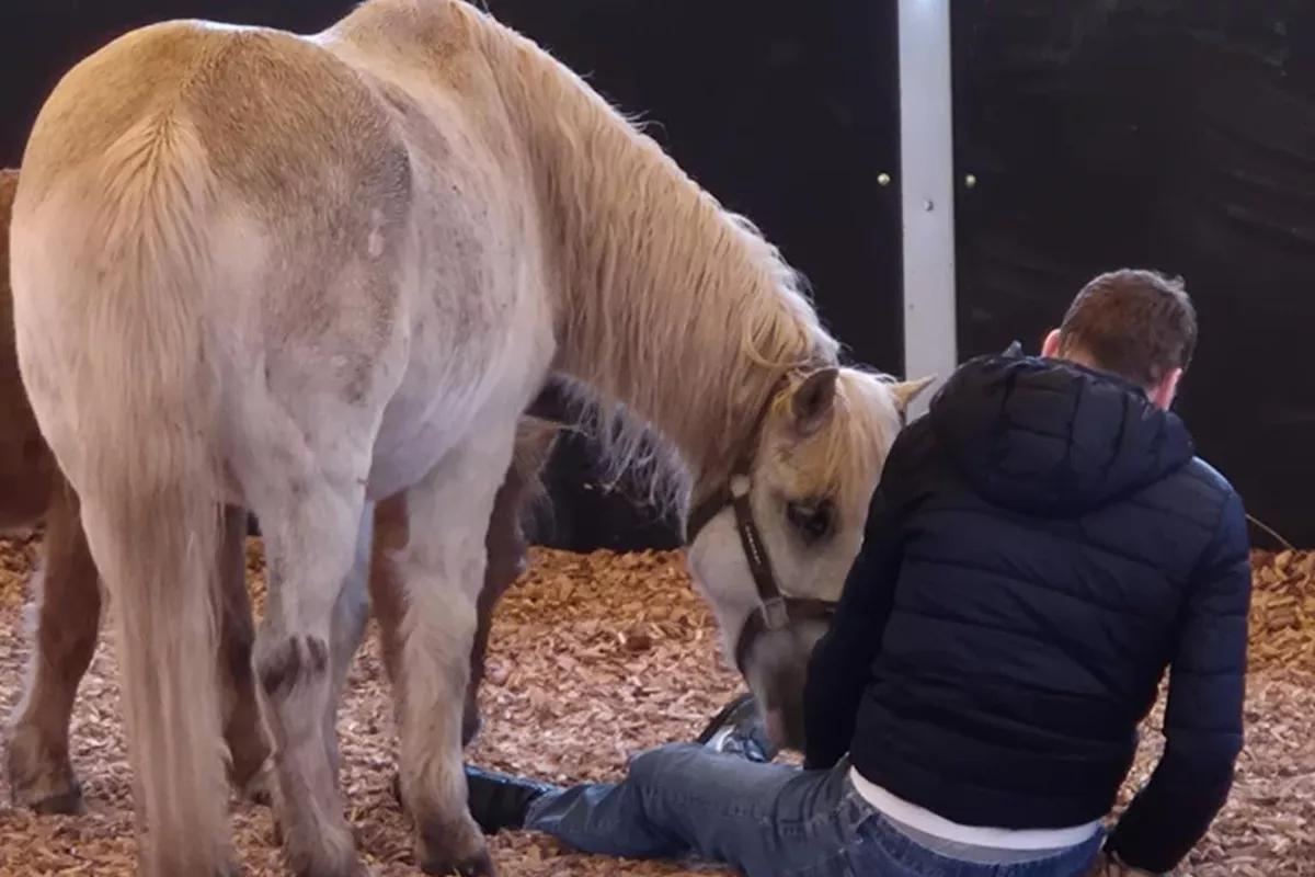 équithérapie Langolen