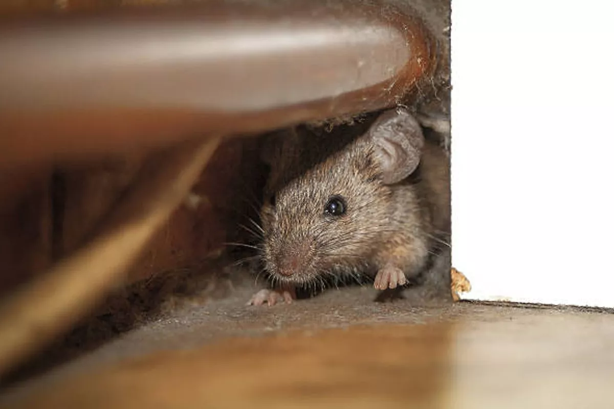Tout savoir sur les souris