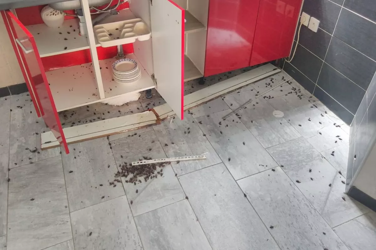 Traitement des nuisibles Cagnes-sur-Mer