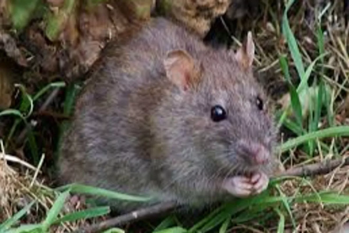Tout savoir sur le rat brun (Rattus norvegicus)