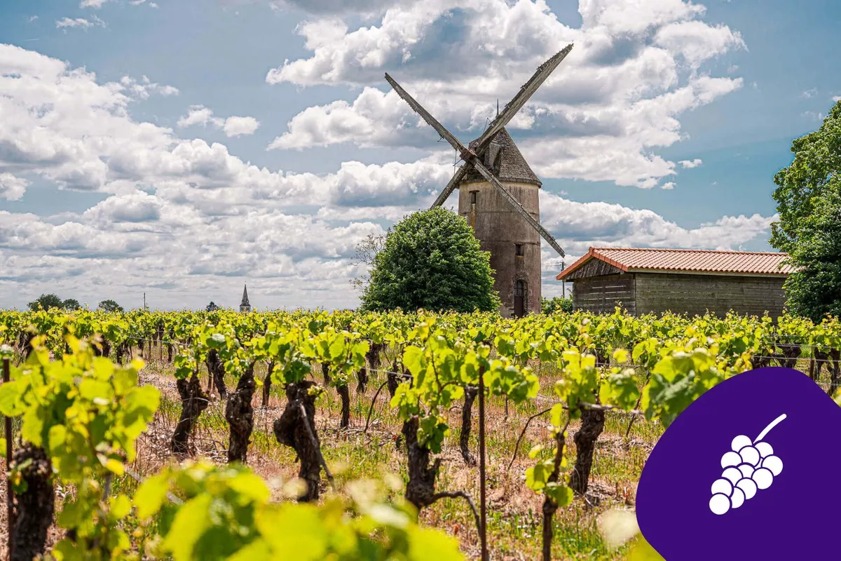 Excursion œnologique avec chauffeur privé dans le vignoble de Nantes