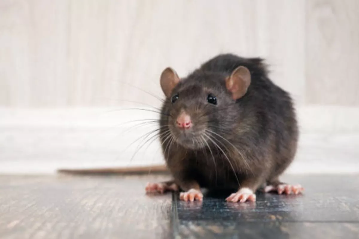 Tout savoir sur le rat noir (Rattus rattus)