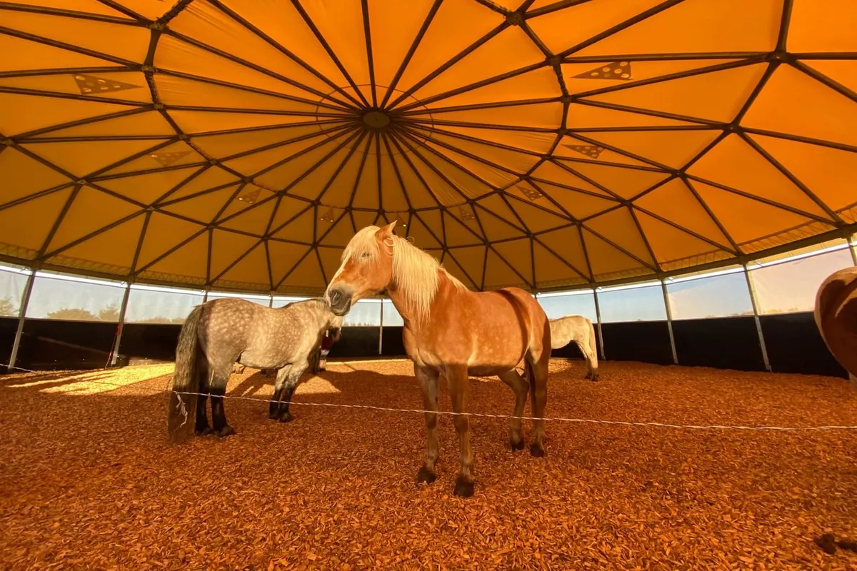 Médiation équine Langolen