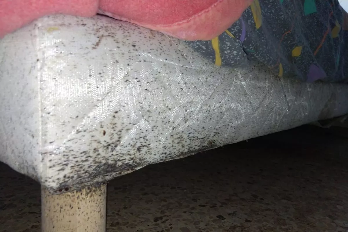 Désinsectisation  Cagnes-sur-Mer