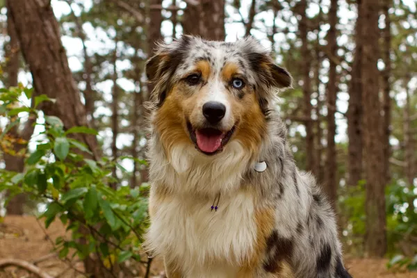 Garde chien avec ou sans promenade extérieure – Lyon et alentours