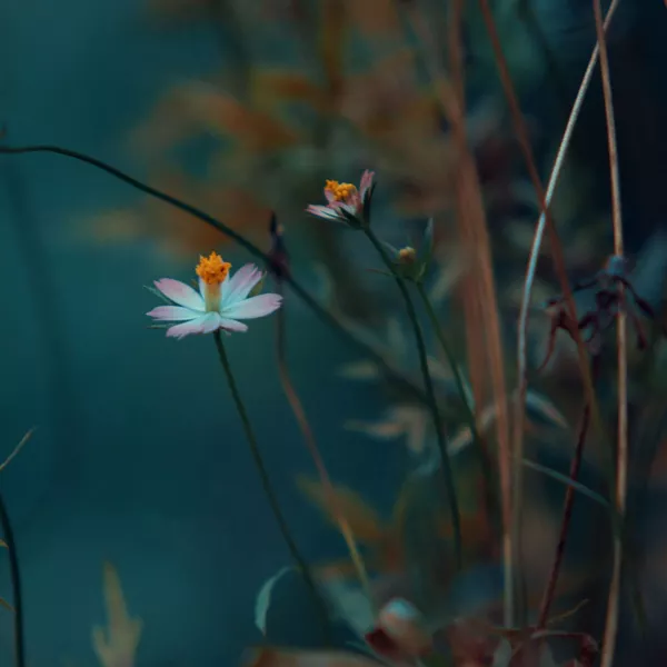 Le cadre en sophrologie : un espace pour se sentir en confiance