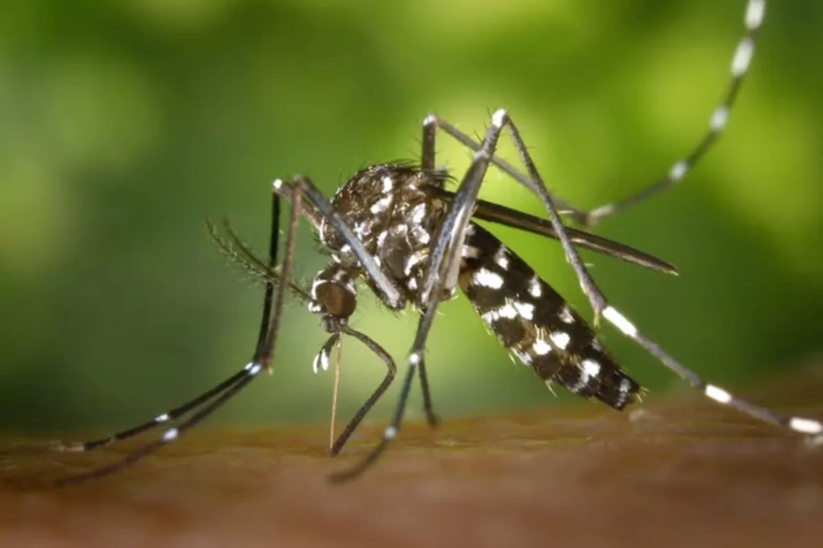 Le moustique tigre (Aedes albopictus) : un fléau en pleine expansion