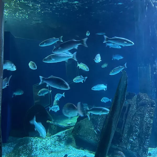 Connexion animale : comment communiquer avec les animaux par l’intuition à Louvres ou à distance