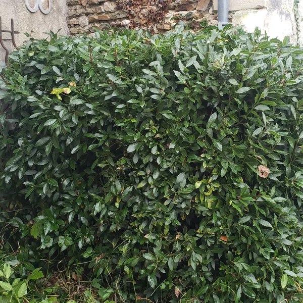 Taille d'arbuste à Palluau sur Indre