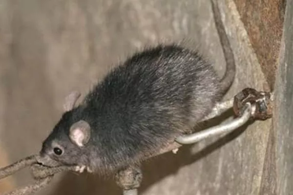 Tout savoir sur le rat noir (Rattus rattus)
