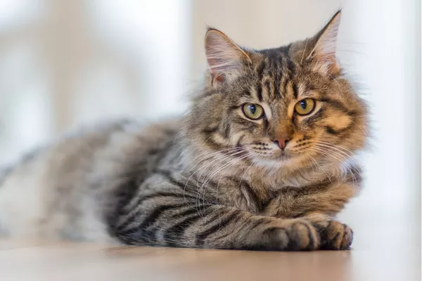 Garde chat avec ou sans promenade extérieure – Lyon et alentours