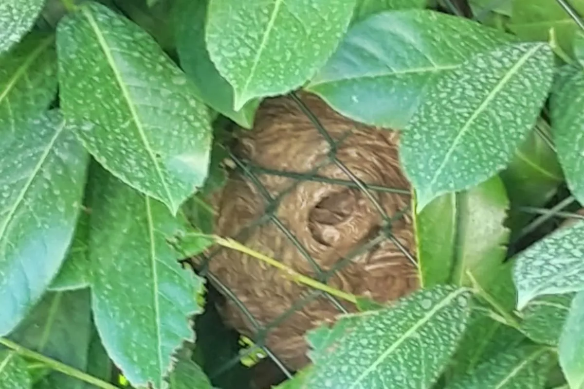 Désinsectisation  Cagnes-sur-Mer