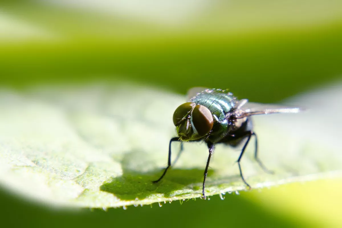Traitement contre les mouches et moucherons