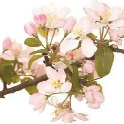 Fleurs de Bach