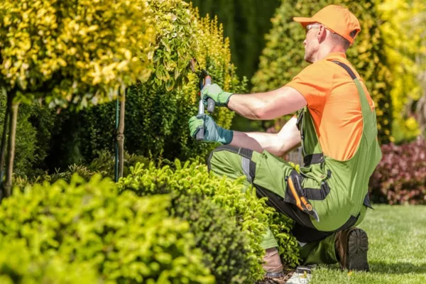 Nettoyage et restructuration de jardins existants