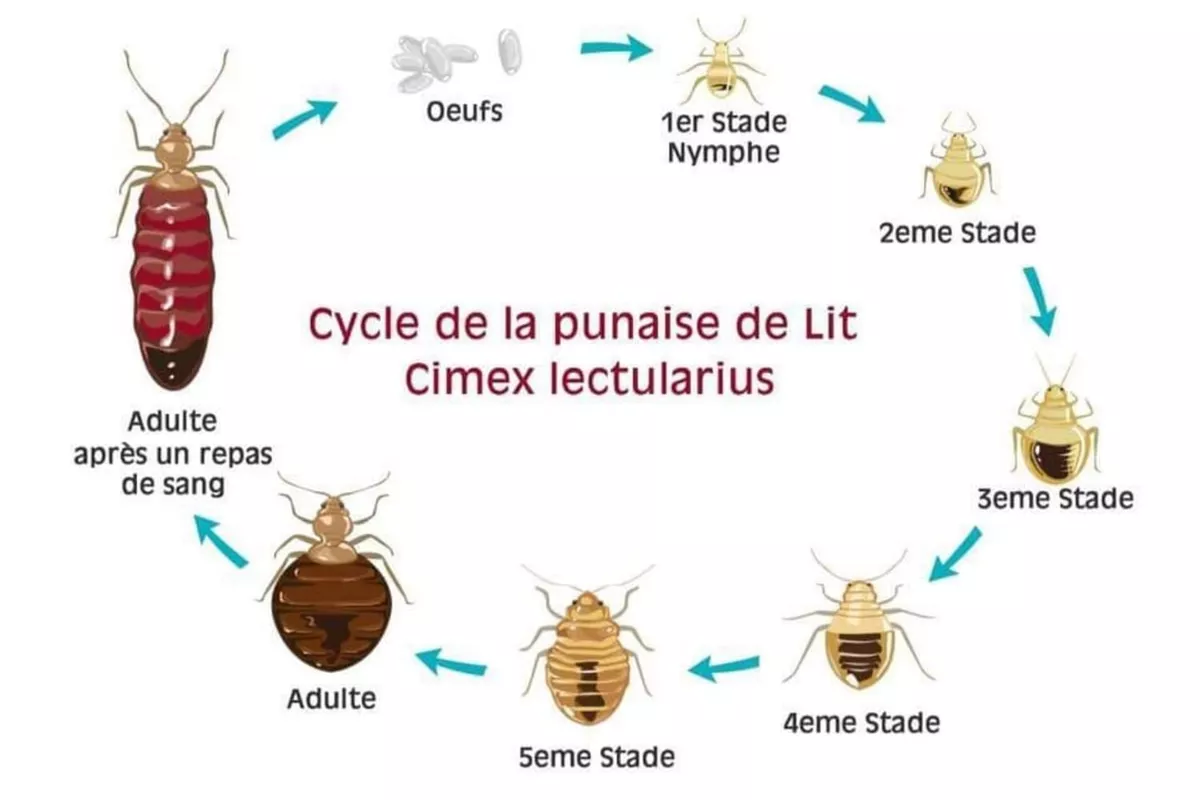 Traitement des nuisibles  Cagnes-sur-Mer