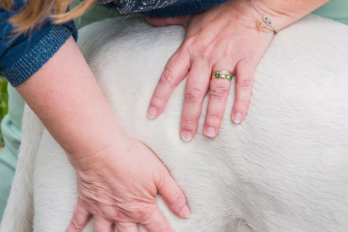 Connexion animale : 1 ou 2 questions ?