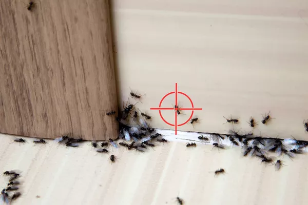 Traitement des fourmis : élimination des fourmis charpentières et fourmis noires dans votre maison ou sur votre terrasse