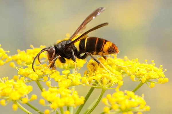 Le frelon asiatique : un danger grandissant dans nos jardins