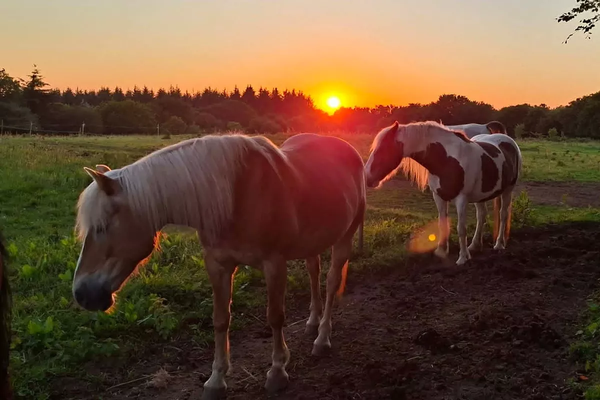 Journée de constellation familiale avec les chevaux
