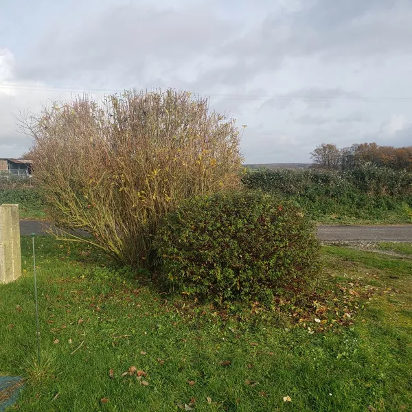 Taille d'arbuste et de petit arbre à Loché sur Indrois