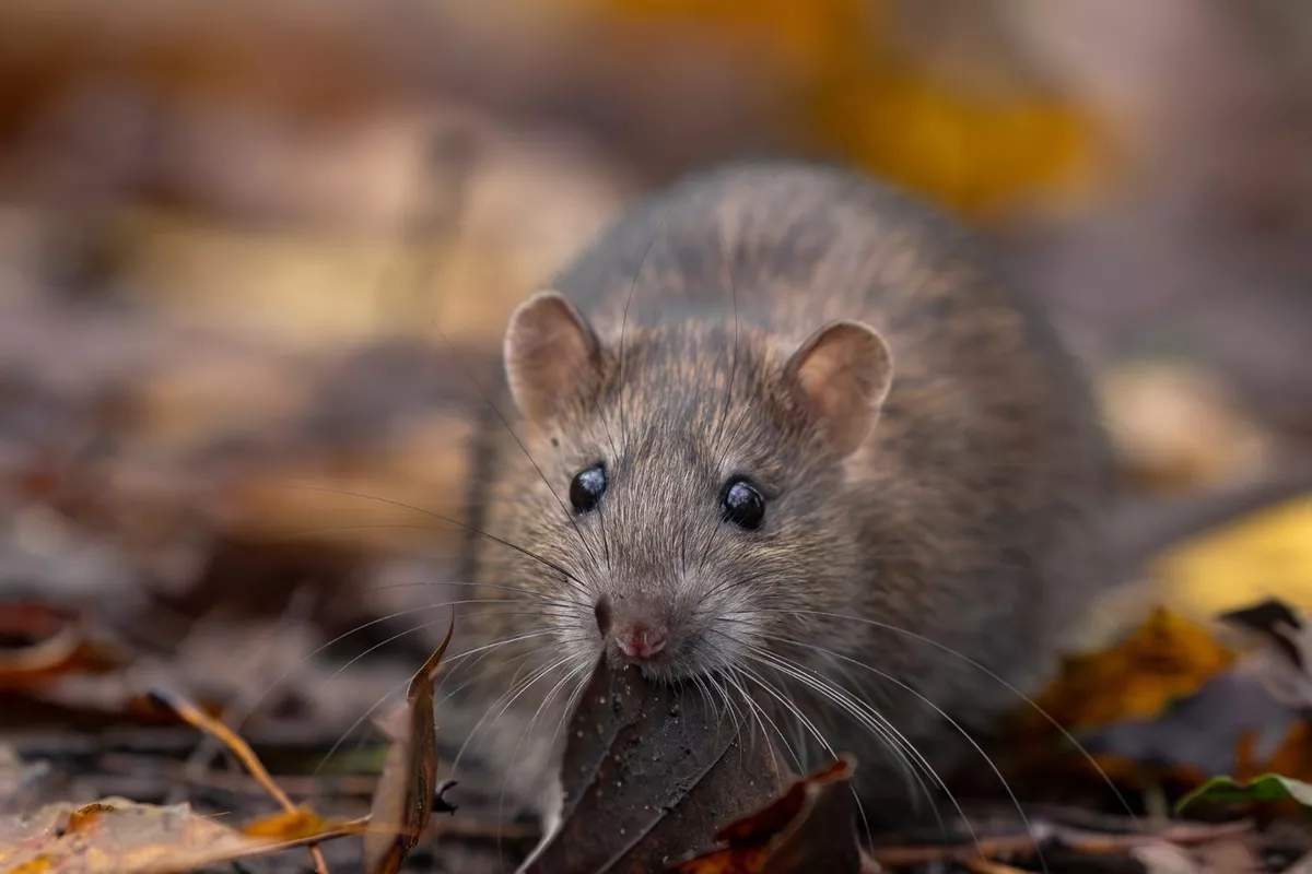 Dératisation – Traitement contre les rats et les souris