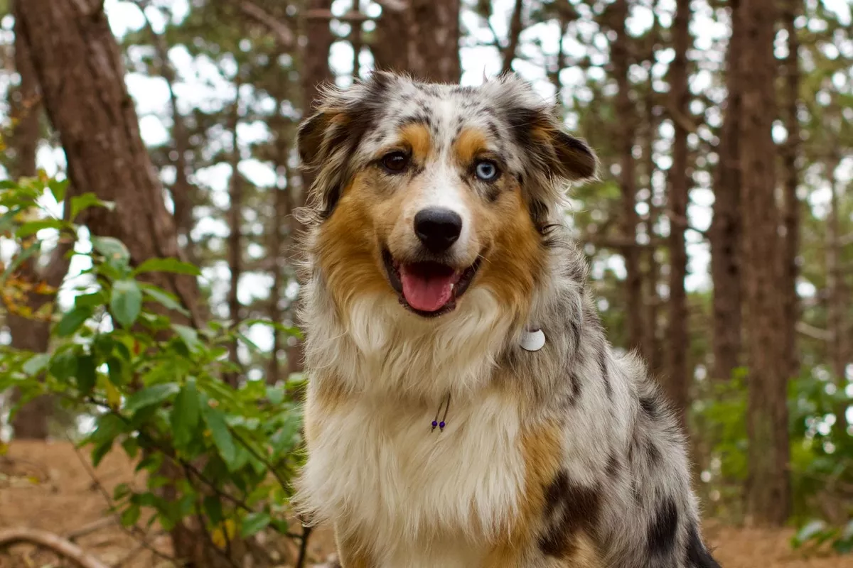 Garde chien avec ou sans promenade extérieure – Lyon et alentours