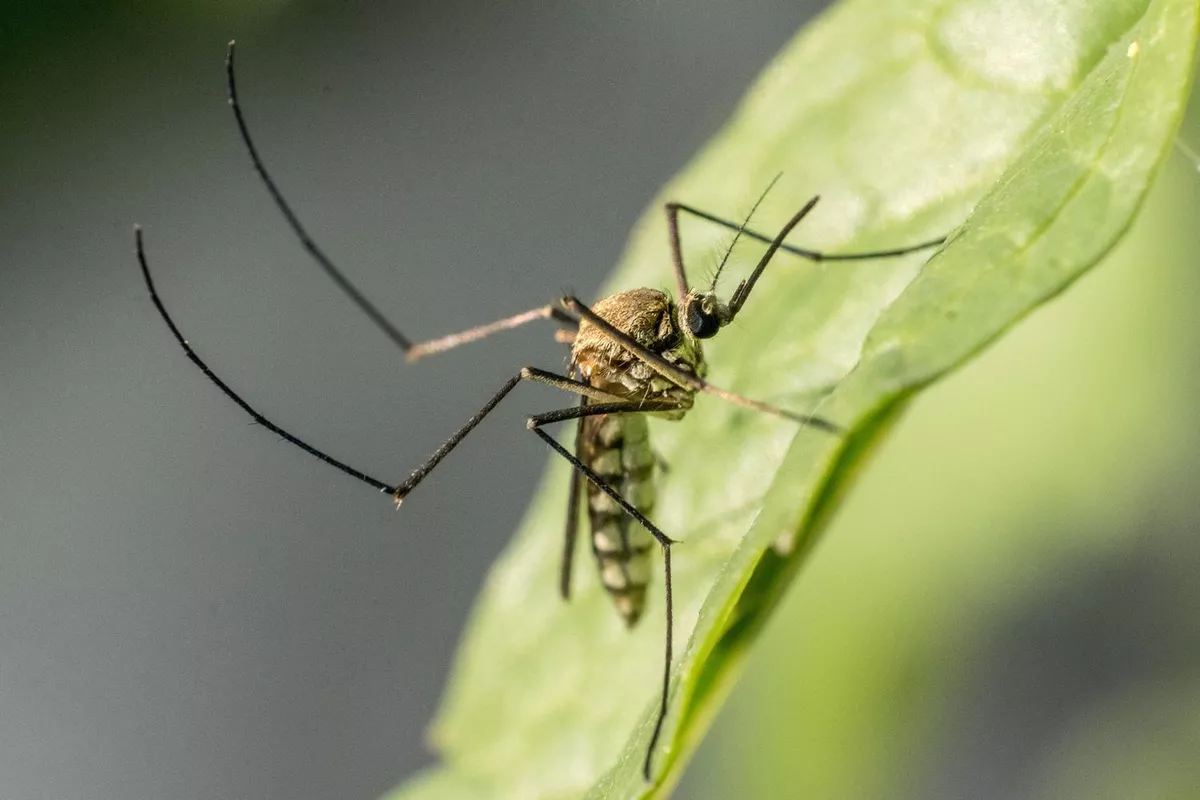 Traitement contre les moustiques