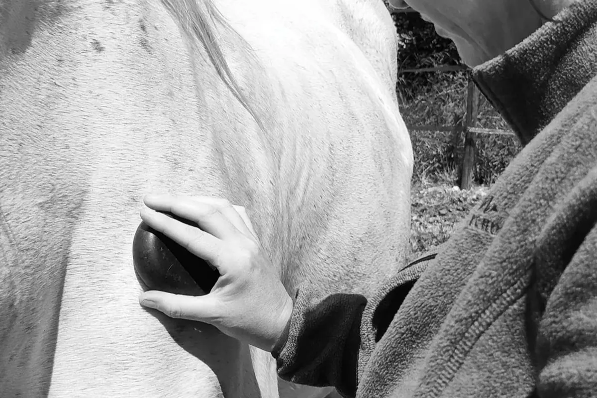 🐾Coeur Empathe -  Un accompagnement en profondeur pour rétablir l'harmonie, apaiser les émotions et renforcer le lien entre l'humain et l'animal. Programme de 3 mois.