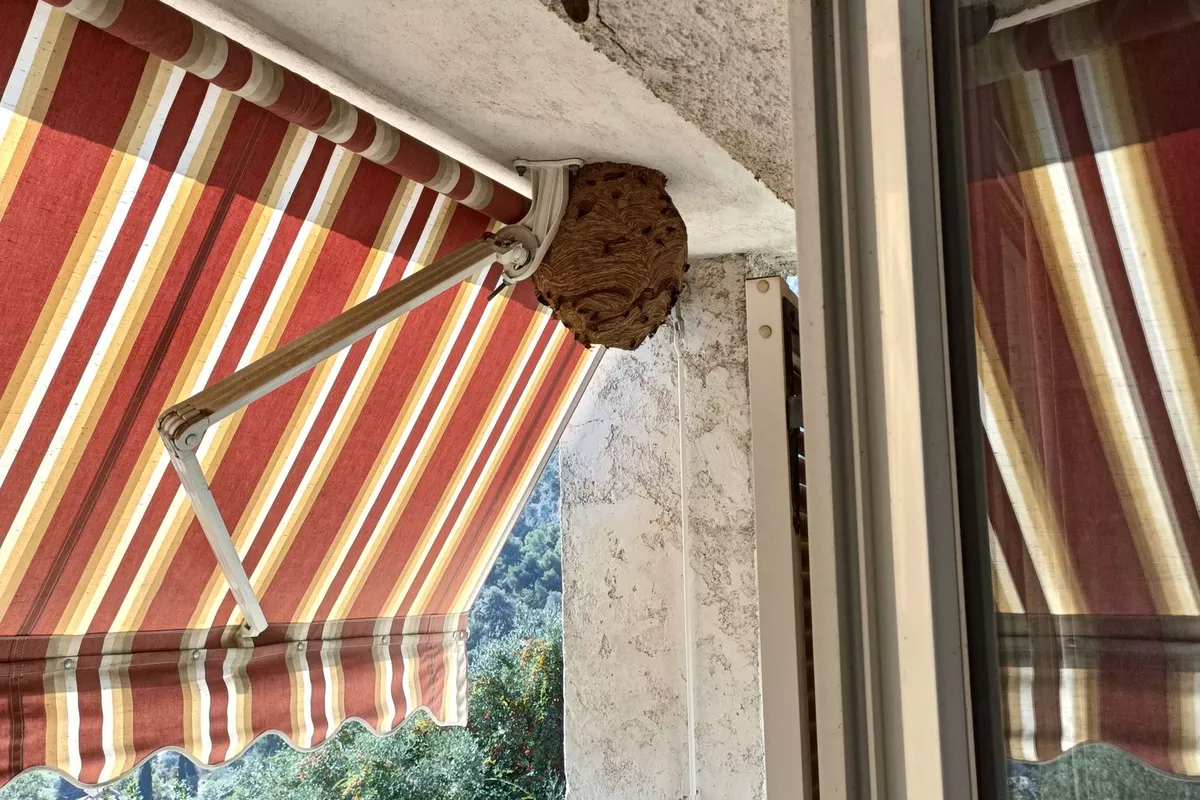 Destruction de nids de frelons et de guêpes – Sécurité, précision et efficacité