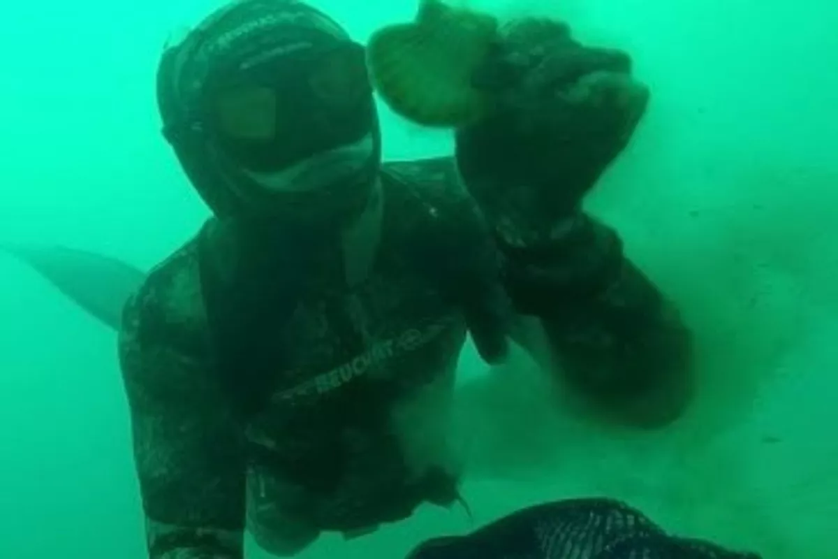 Excursion Sous-Marine équipement compris : Pêche à Pied et (Apnée si déjà des compétences) aux coquilles Saint-Jacques (Journée Complète)