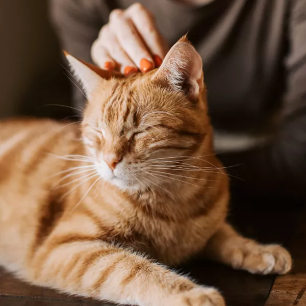 Pourquoi et quand faire appel à la communication intuitive