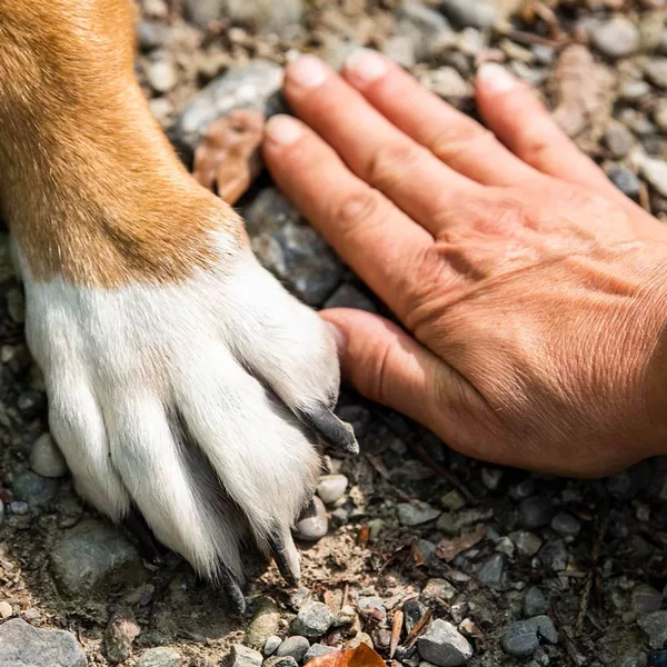Café deuil animalier à Antibes : un espace de parole et d'échanges