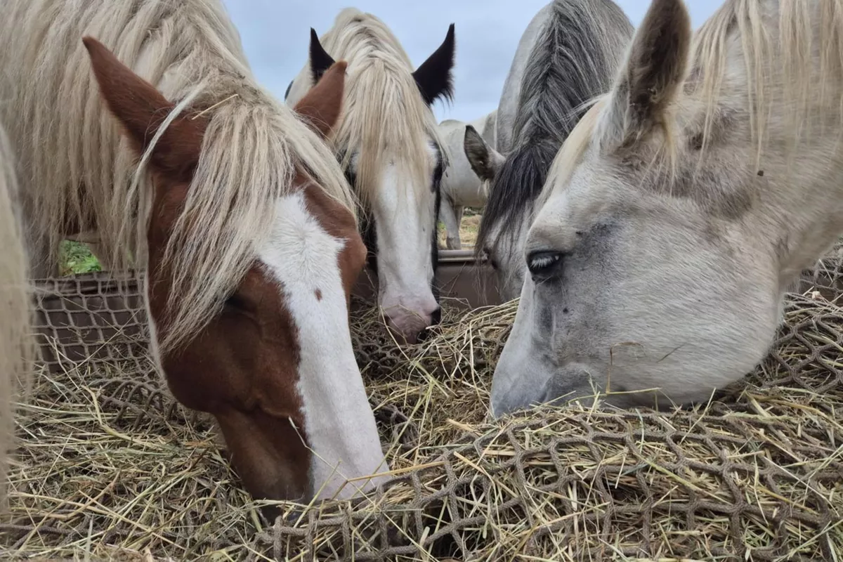 pédagogie par la nature Langolen