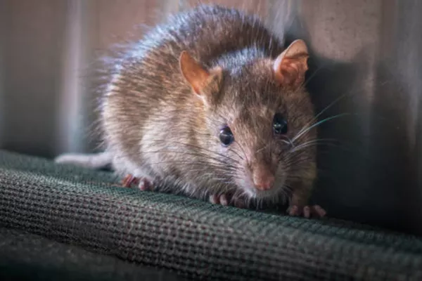 Tout savoir sur le rat brun (Rattus norvegicus)