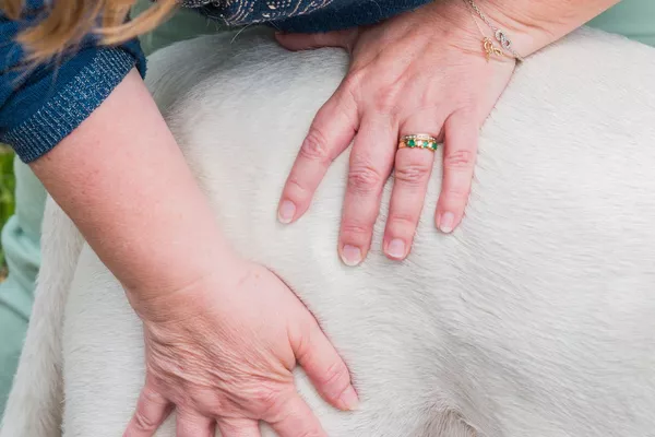 Connexion animale : 1 ou 2 questions ?