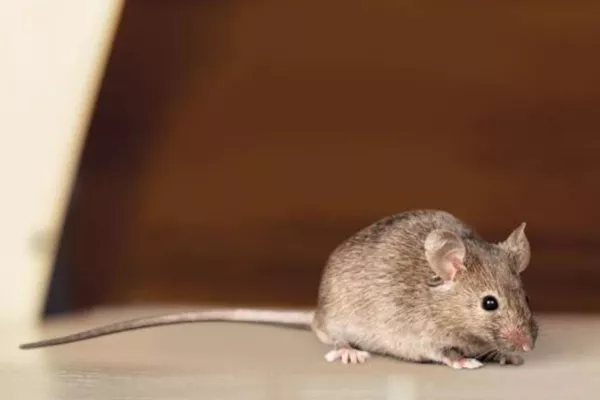 Tout savoir sur les souris