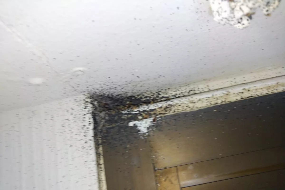 Traitement des nuisibles  Cagnes-sur-Mer