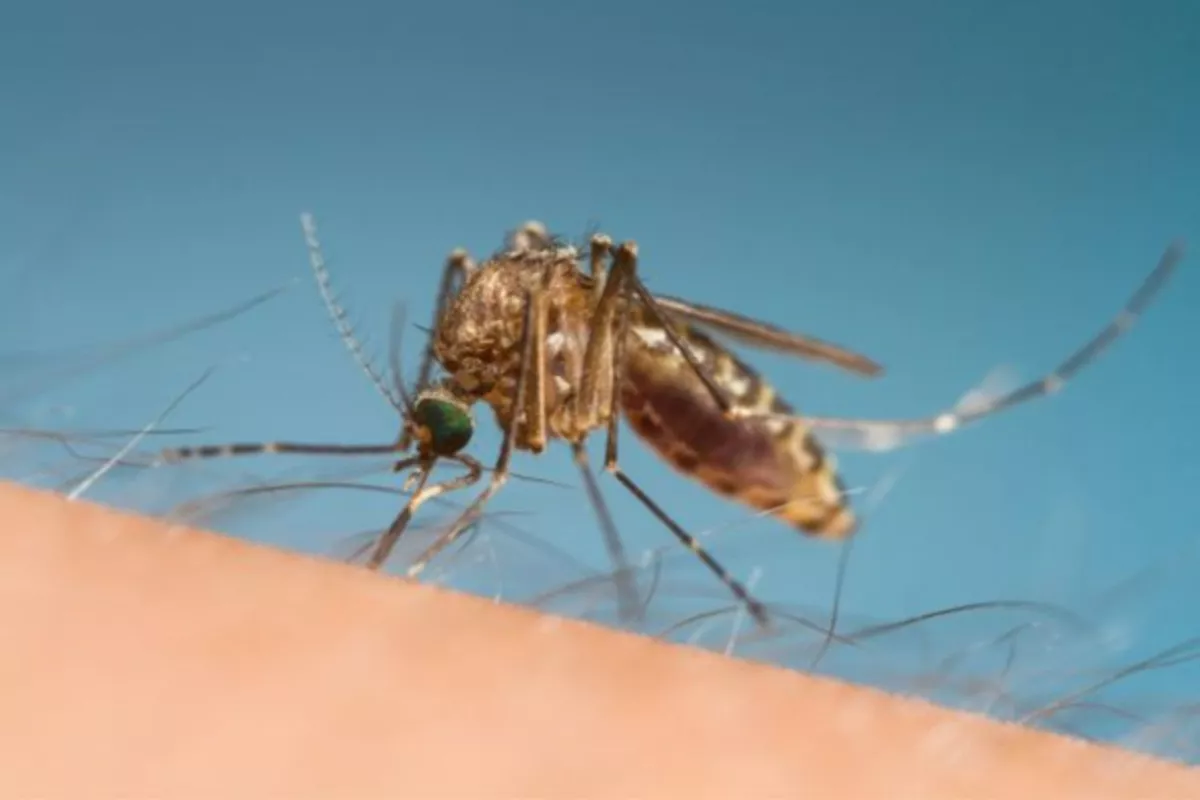 Le moustique Culex : un insecte commun aux risques sous-estimés