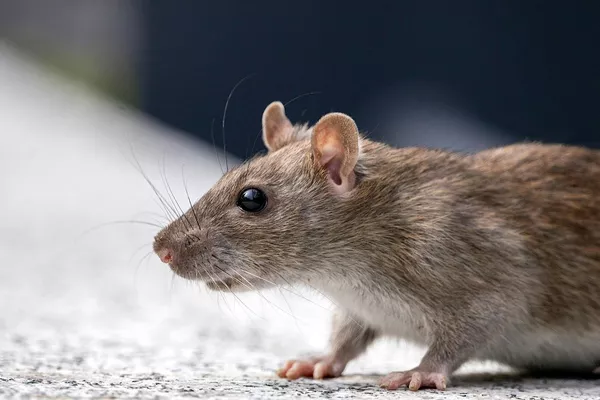 Dératisation et traitement des rongeurs : élimination des rats et souris