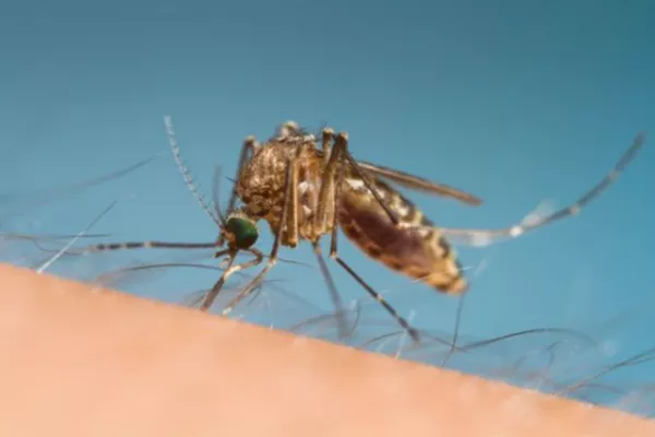 Le moustique Culex : un insecte commun aux risques sous-estimés