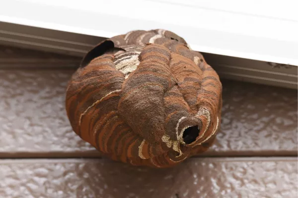 Destruction de nids de frelons ou guêpes