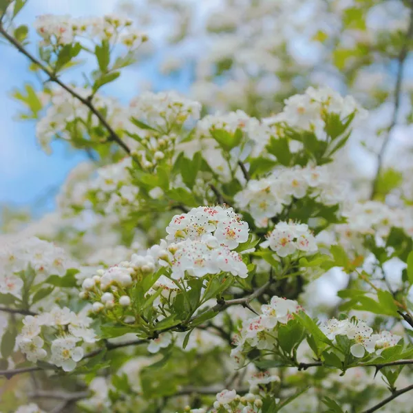 Soulager les allergies saisonnières grâce à la naturopathie