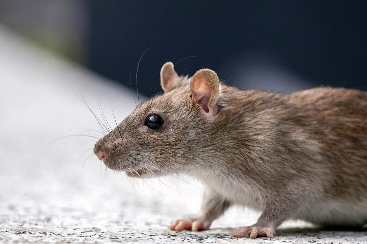 Dératisation et traitement des rongeurs : élimination des rats et souris